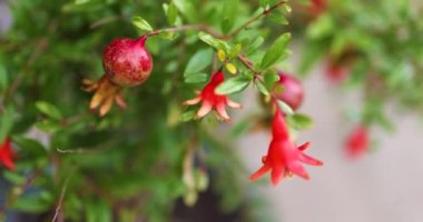 Ve hurma ağacının meyveleri, kabuğunda eritilir.