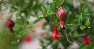 Ve hurma ağacının meyveleri, kabuğunda eritilir.