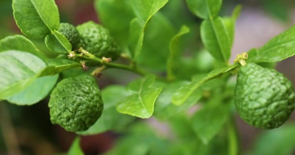 Närbild Kaffir Lime Citrus Fuits Gren Trädgården Bergamott Apelsinväxt — Stockvideo