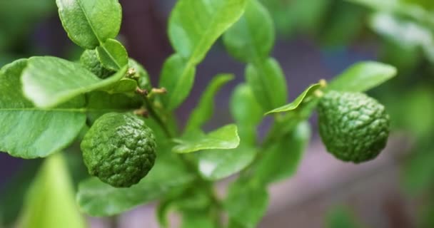 Nahaufnahme Von Kaffir Lime Citrus Fuits Auf Zweigen Garten Bergamotte — Stockvideo