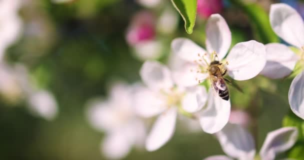 Albină Polenizează Florile Blânde Mere Grădina Primăvară — Videoclip de stoc