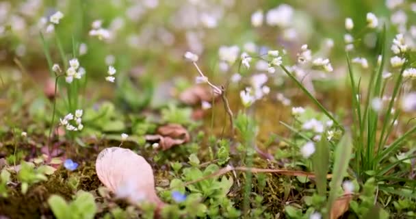 Verspreiding Van Kleine Vroege Lentebloemen Zwaaiend Wind Draba Verna Speedwell — Stockvideo