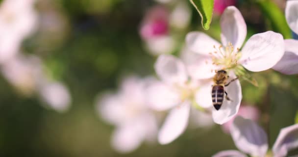 Uma Abelha Está Polinizando Flores Maçã Doce Jardim Primavera — Vídeo de Stock