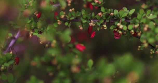 Колючі Зарості Японського Куща Барбері Численними Бруньками Які Цвітуть Декоративному — стокове відео
