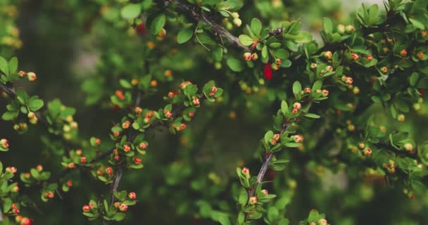 Thorny Thickets Japanese Barberry Shrub Numerous Buds Going Bloom Ornamental — Stock Video