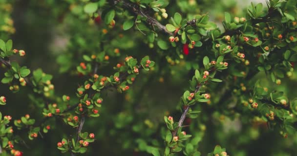 Dornige Dickicht Von Japanischen Berberitzenstrauch Mit Zahlreichen Knospen Die Ziergarten — Stockvideo