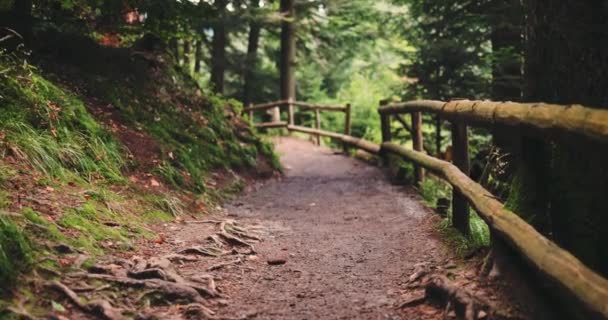 Senderismo Sendero Forestal Bosques Musgosos — Vídeos de Stock