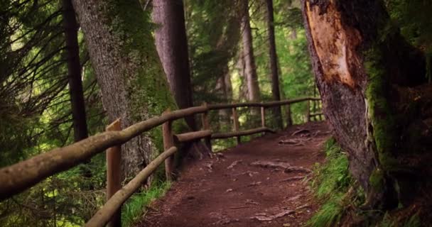 在苔藓茂密的树林中远足的森林小径 — 图库视频影像