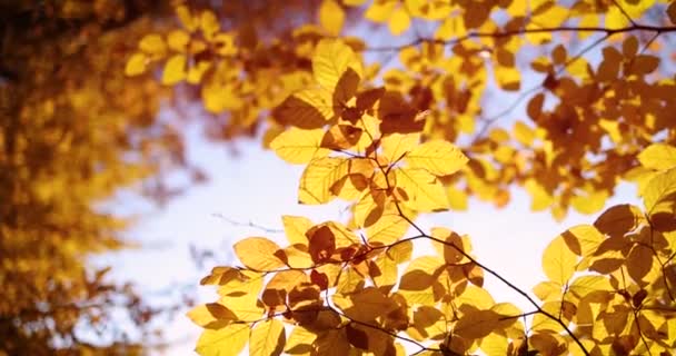Красиве Золоте Листя Осінньому Лісі Обрамляє Теплий Сонячний День Затишний — стокове відео
