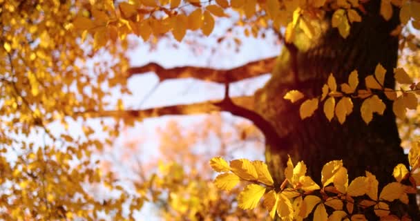 Piękne Złote Liście Jesiennym Lesie Oprawiające Ciepły Słoneczny Dzień Przytulne — Wideo stockowe