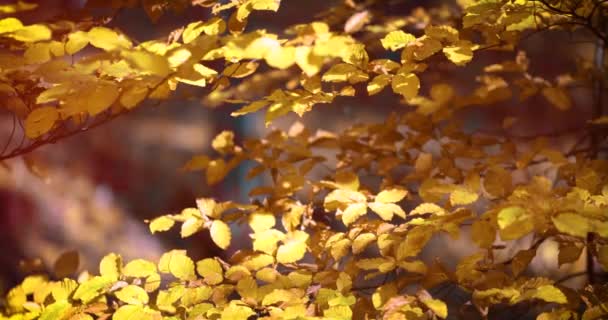 Belas Folhas Douradas Árvore Chifre Floresta Outono Enquadrando Dia Ensolarado — Vídeo de Stock