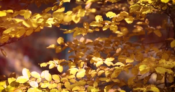 Sonbahar Ormanındaki Boynuzlu Işıltı Ağacının Güzel Altın Yaprakları Ilık Güneşli — Stok video