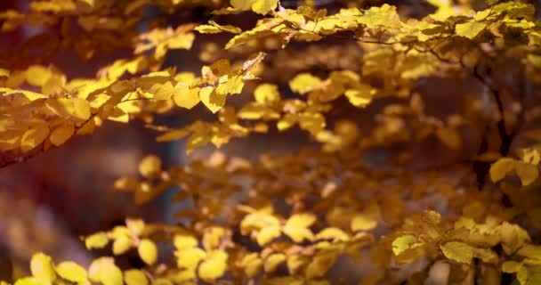 Hermosas Hojas Doradas Árbol Carpe Bosque Otoño Enmarcando Cálido Día — Vídeo de stock