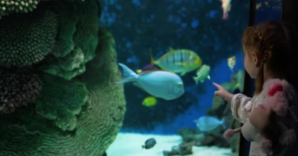 Vzrušené Batole Holčička Sleduje Barevný Mořský Život Korály Rybami Při — Stock video