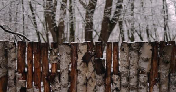 白桦树在雪地下的冬季森林中筑起栅栏 — 图库视频影像
