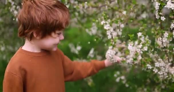 Ευτυχισμένο Κοκκινομάλλικο Παιδί Αγόρι Που Τρέμει Ανθισμένο Κλαδί Δέντρου Δημιουργώντας — Αρχείο Βίντεο