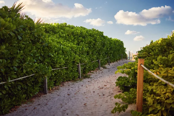 Beautiful Tropical Pathway Sandy Beach Summer Morning — Foto Stock