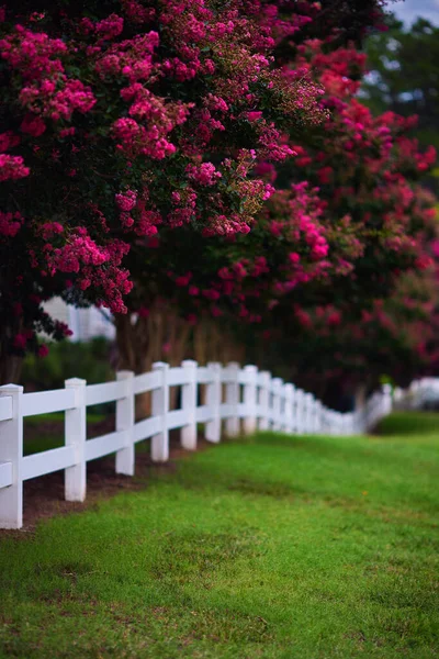 Abundant Bloom Lagerstroemia Trees White Fence Summer Day Blooming Crape — ストック写真