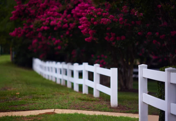 Abundant Bloom Lagerstroemia Trees White Fence Summer Day Blooming Crape — Stockfoto