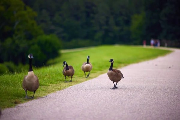Flock Canada Geese Walking City Park — Fotografia de Stock