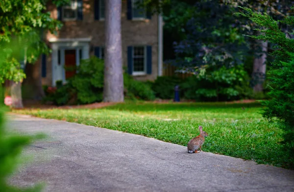 Cute Rabbit Sits Sidewalk Neighbourhood Royalty Free Stock Images