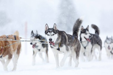 Köpekler köpeklerle kayıyor. Avusturya Alpleri