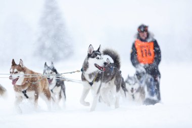 Avusturya Alplerinde kış kızağı köpek yarışı