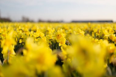 Sahadaki sarı nergisler. Çiçek arka planı