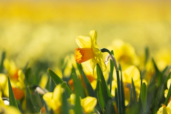 Fleur jaune de jonquille - Narcisse. Printemps fond floral — Photo