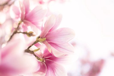 Manolya ağacı çiçekleri yumuşak bir ışıkta. Çiçek arka planı