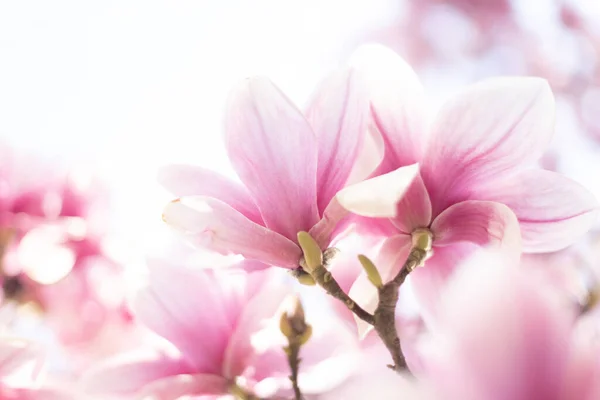 Primavera sfondo floreale con fiori di magnolia. Focus selettivo — Foto Stock