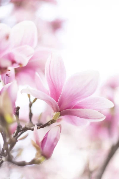 Primavera sfondo floreale. Ramo fiorito di magnolia — Foto Stock