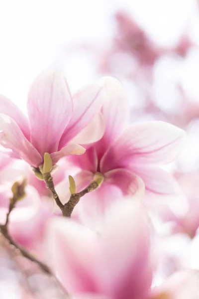 Primavera sfondo floreale. Magnolia fiori in luce soffusa — Foto Stock