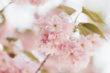 Sakura çiçeğini kapat. Bahar çiçekleri. Bahar arkaplanı