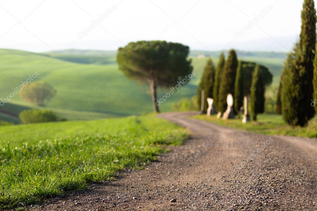 Tuscany countryside landscape with cypress trees 