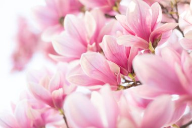 Güzel çiçekli manolya ağacı. Bahar zamanı açık hava sahnesi