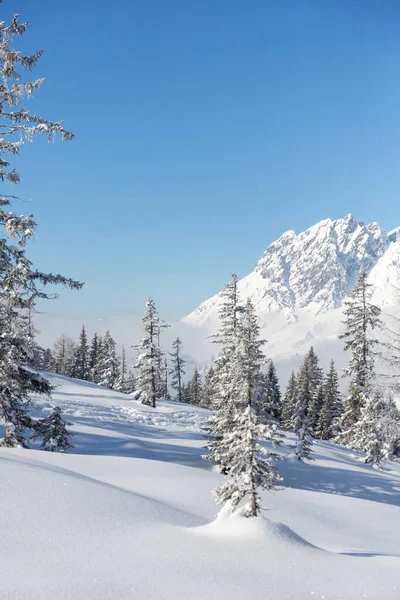 Tél az osztrák Alpokban. Havas hegyek és fenyőfák — Stock Fotó