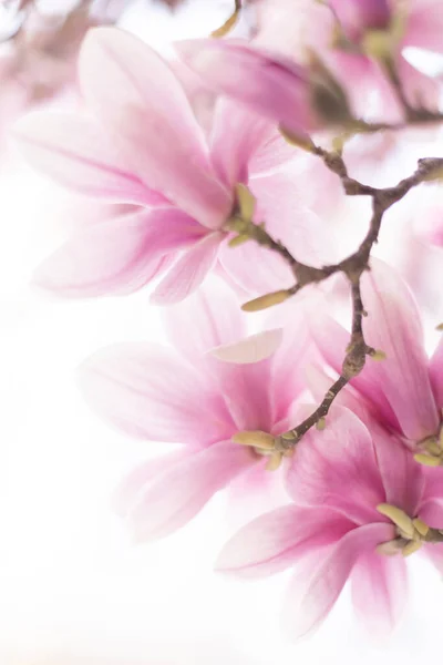 Sfondo primavera. Fiori di magnolia rosa chiaro. Da vicino. — Foto Stock