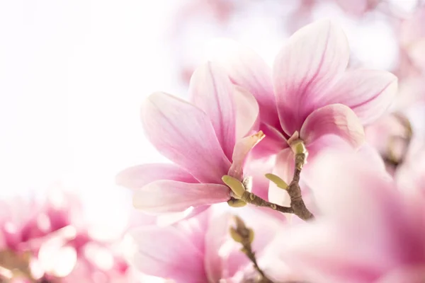 Primo piano di fiore di magnolia, sfondo floreale, messa a fuoco morbida — Foto Stock