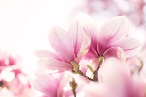 Fiori di magnolia rosa chiaro. Da vicino. — Foto Stock