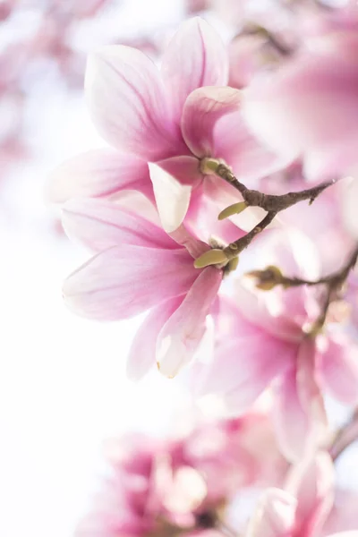 Primavera sfondo floreale. Magnolia fiori in luce soffusa — Foto Stock