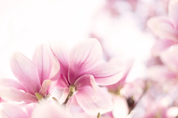 Fondo primavera con fiori di magnolia. Da vicino. — Foto Stock