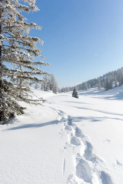 Snow trail in winter forest, Osztrák Alpok — Stock Fotó