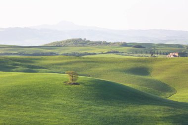 Doğa geçmişi. İtalya, Toskana 'da yeşil tepeler