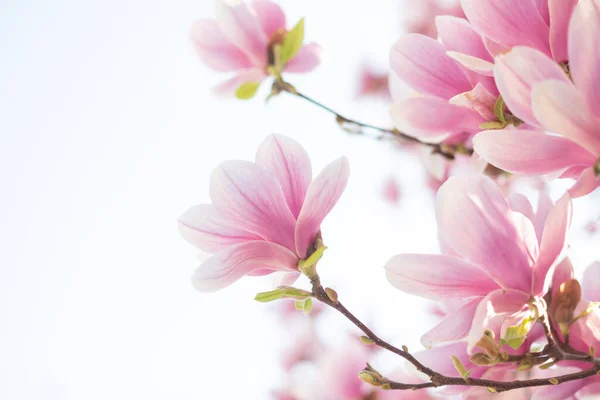 Magnolia fiorisce alla luce del mattino. Primavera sfondo floreale — Foto Stock