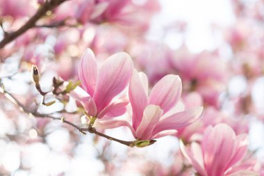  Bahar çiçeği konsepti. Çiçek açan manolya ağacı çiçekleri