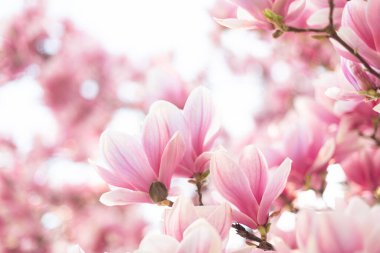 Çiçekli manolya ağacı çiçekli bahar sahnesi bulanık bir arkaplan