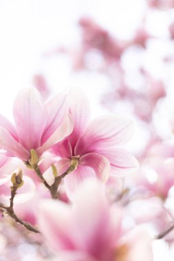 Güzel çiçekli manolya ağacı. Bahar zamanı açık hava sahnesi. Pastel renkler