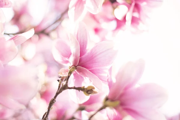 Primo piano del fiore di magnolia in fiore. Sfondo natura primaverile — Foto Stock