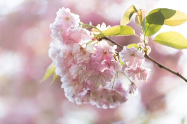 Çiçekli bahar çiçekleri ve çiçek açan sakura ağaçları. Kapat.